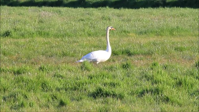 swan on meadow
