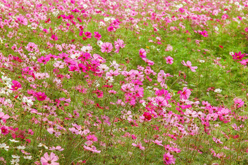 Obraz na płótnie Canvas DeFocus Cosmos Flower Field Blurred From the Wind Background Tex