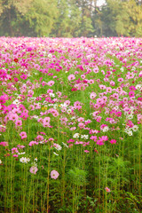 DeFocus Cosmos Flower Field Blurred From the Wind Background Tex