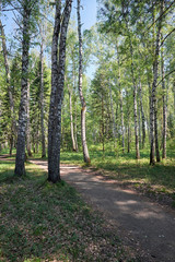 Birch forest at Spring time