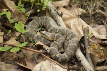 Northern Water Snake