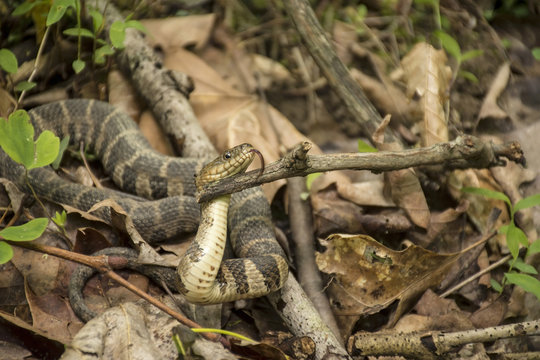 Northern Water Snake - Showing tongue