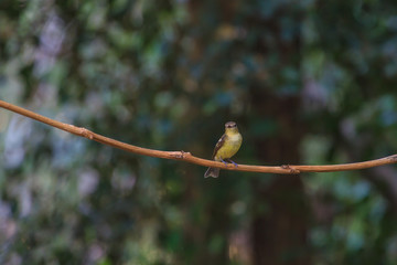 female Yellow-rumped flycatcher (Ficedula zanthopygia) in nature