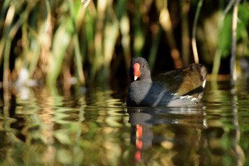 Common Moorhen
