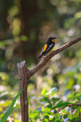 Male Yellow-rumped flycatcher (Ficedula zanthopygia) in nature