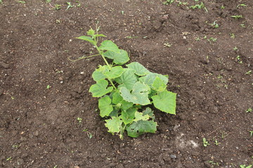 サツマイモ栽培