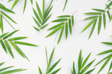 Bamboo leaves on white background