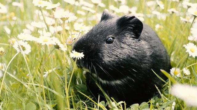 Guinea pig eating grass outside in the garden. Guinea pig (Cavia porcellus) is a popular household pet.