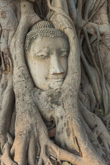 Fototapeta na wymiar Head of Buddha statue in Banyan Tree