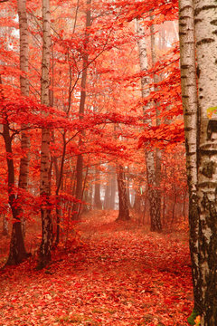 Fototapeta color autumn forest