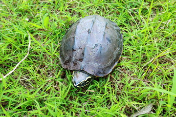 Turtle walking on grass.