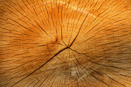 Holzstamm im Querschnitt