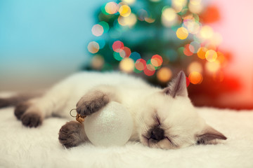 Little kitten sleeping with christmas ball against christmas tree with lights