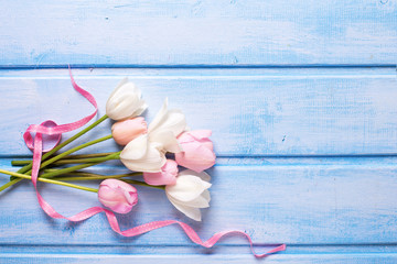 White and pink spring tulips and  pink ribbon  on  blue wooden b