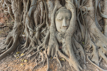 Head of Buddha statue in Banyan Tree