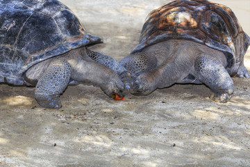 Pair of Giant Tortoises
