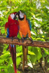 Obraz premium pair of macaws kissing