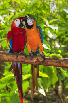 Fototapeta pair of macaws kissing
