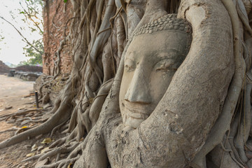 Stone head of the sandstone Buddha covered by roots of Bodhi tree at Wat Mahathat, Ayutthaya, Thailand