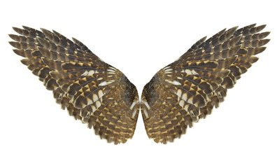 Wings : bird: pinion:wings air:fly Isolated on white