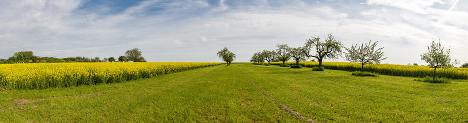 Feld