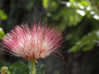 Beautiful pink red flower under the sunlight