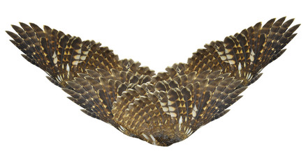 Obraz premium Wings : bird: pinion:wings air:fly Isolated on white