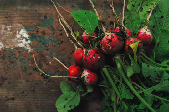 Freshly picked organic red radishes on wooden table