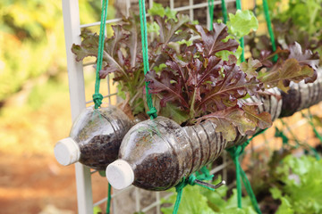 growing lettuce in used plastic bottles, reuse recycle eco concept