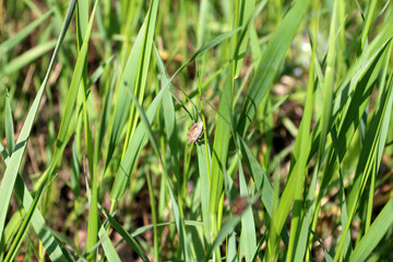 жуки, пауки, насекомые