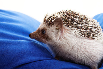 Cute hedgehog