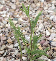 Schafgarbe  Achillea  millefolium  Keimling, Sproessling © Ruckszio