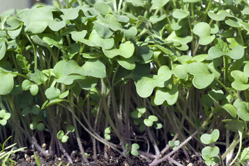 Senf, Weisser Senf; White mustard