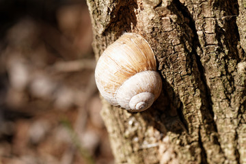 Snail house