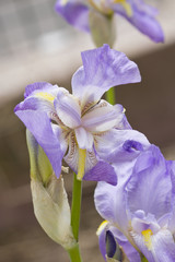 Iris mauve du jardin