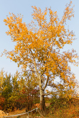 Autumn tree