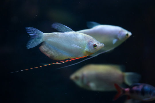 Moonlight gourami (Trichopodus microlepis), also known as the mo
