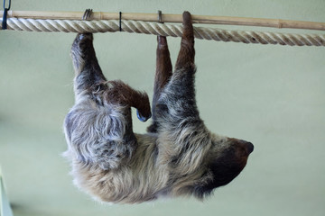 Linnaeus's two-toed sloth (Choloepus didactylus). © Vladimir Wrangel
