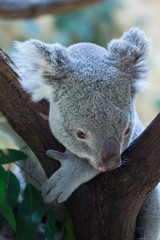 Obraz premium Queensland koala (Phascolarctos cinereus adustus).