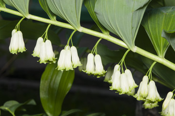 Flowers on blooming polygonatum odoratum, angular Solomon's seal, close-up, selective focus,...