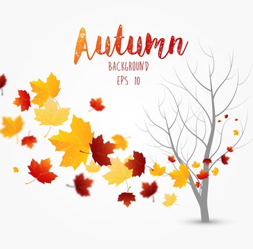 Flying autumn leaves  background