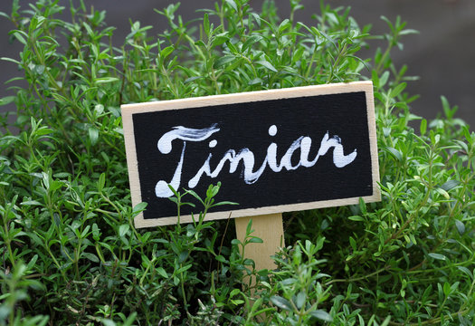 timian - thyme - with a sign