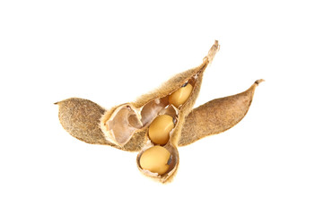 Soybean pods isolated on white background. Soya - protein plant