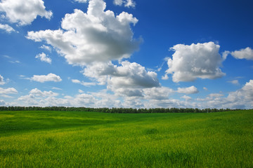 Green field and blue sky. Beatiful green field with blue sky.