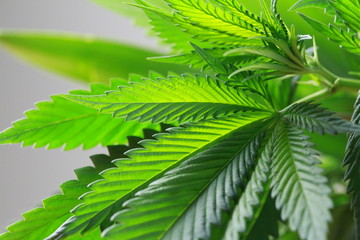 Hand is holding Macro of Marijuana green fresh large leafs ( can