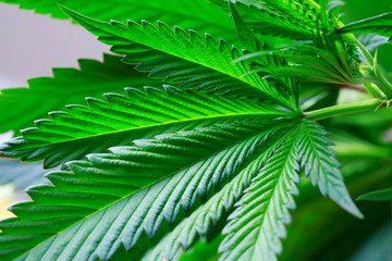 Hand is holding Macro of Marijuana green fresh large leafs ( can