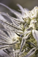 Marijuana flowering buds ( cannabis), hemp plant. Very large ind