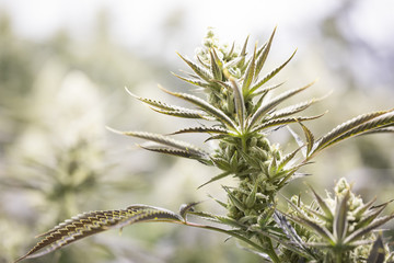 Marijuana flowering buds ( cannabis), hemp plant. Very large ind
