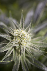 Marijuana flowering buds ( cannabis), hemp plant. Very large ind