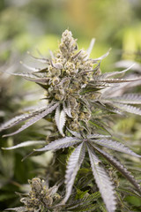 Marijuana flowering buds ( cannabis), hemp plant. Very large ind